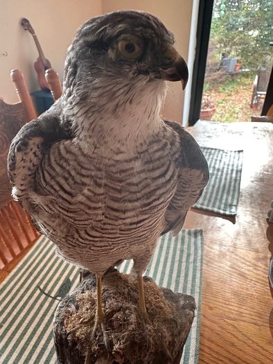 taxidermy sparrowhawk
