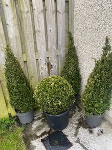 Buxus Plants