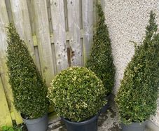 Buxus Plants