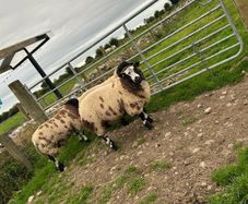 Ram lambs