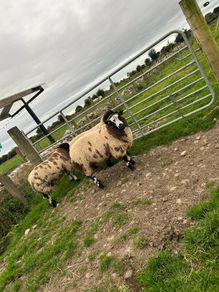 Ram lambs
