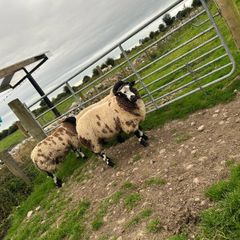 Ram lambs