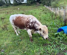 Livestock