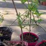 Jasmine Image 2
