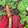 Violin Image 2