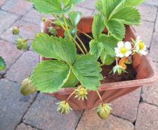 Organic strawberry and wild berries plant