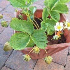 Organic strawberry and wild berries plant