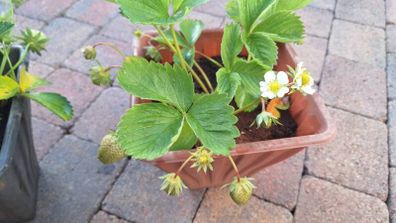 Organic strawberry and wild berries plant