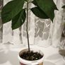 Avocado plant Image 2