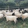 hoggets Louth Image 4