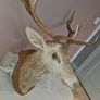 Irish Red Deer head Image 4