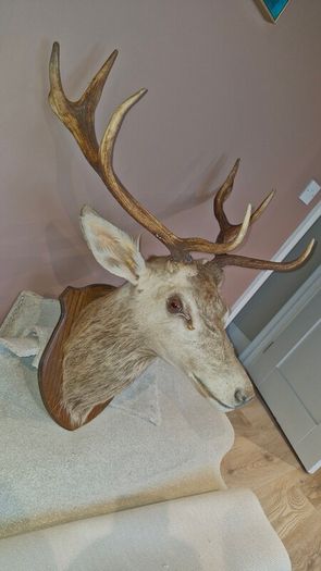 Irish Red Deer head