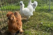 3 Silkie Roosters