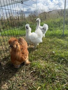 3 Silkie Roosters