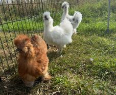 3 Silkie Roosters