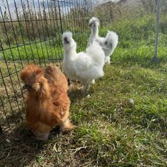 3 Silkie Roosters