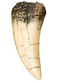 1/1  copy of a prehistoric Tyrannosaurus rex tooth.