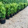 Box hedging 2ft Buxus Image 2