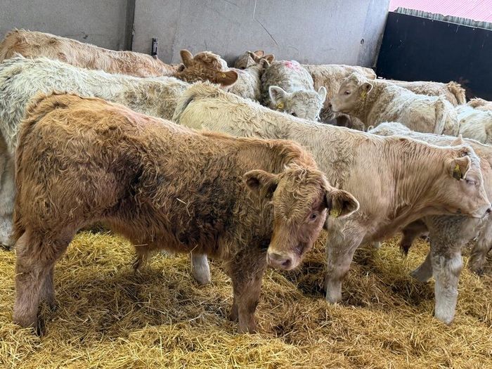 Charolais Bull Calves