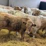 Charolais Bull Calves Image 2