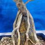 Schefflera Tree Bonsai Image 5