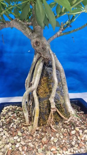 Schefflera Tree Bonsai