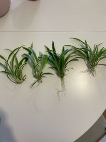 Spider plant seedlings