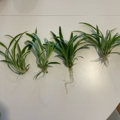 Spider plant seedlings