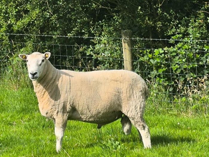 Pedigree Lleyn ram, farming, livestock, sheep