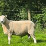Pedigree Lleyn ram, farming, livestock, sheep Image 3