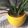 Sansevieria Cylindrica with Yellow Pot Image 6
