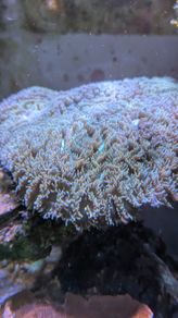 Metallic Galaxea coral LPS