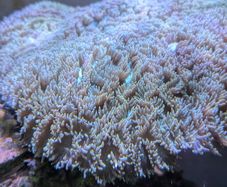 Metallic Galaxea coral LPS
