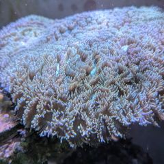 Metallic Galaxea coral LPS