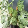 monstera Image 2