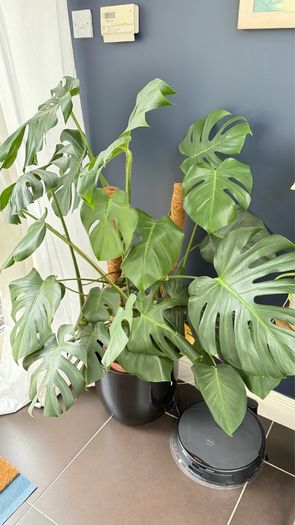 monstera
