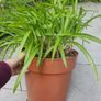 plant Image 3