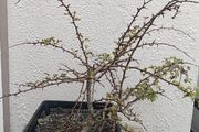 Native Irish Hawthorn Bonsai #2