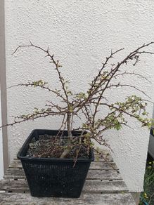 Native Irish Hawthorn Bonsai #2