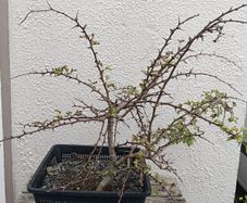 Native Irish Hawthorn Bonsai #2