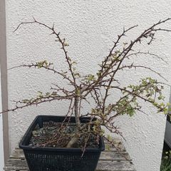 Native Irish Hawthorn Bonsai #2
