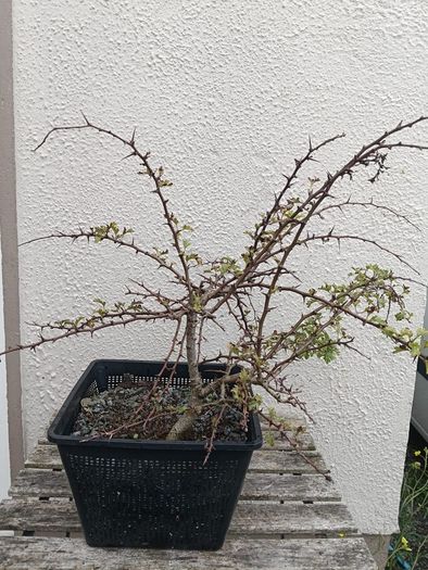 Native Irish Hawthorn Bonsai #2