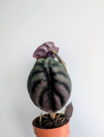 Alocasia Cuprea Red Secret Plant