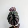 Alocasia Cuprea Red Secret Plant Image 3