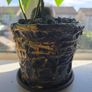 avocado plant Image 5