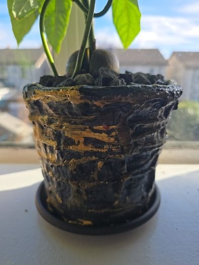 avocado plant