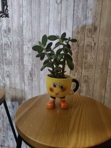 plant with plant holder
