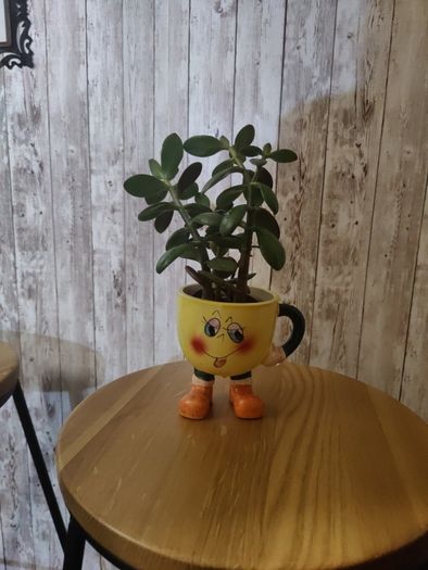 plant with plant holder
