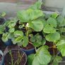 strawberry plants different sizes Image 2
