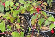 Fuchsia plant